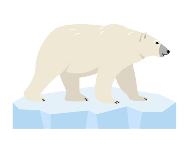 weißer eisbär auf eisscholle. wildes eisbärentier der arktis und des polarkreises. - eisbär stock-grafiken, -clipart, -cartoons und -symbole