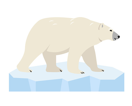 white Polar bear on ice floe. Wild polar Bear animal of the Arctic and the Arctic Circle isolated on white background. Vector icon illustration.
