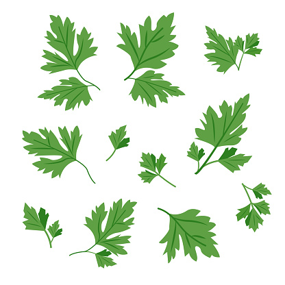 Set of Fresh green parsley leaves isolated on white background. Cilantro leaves, raw garden parsley twig, chervil or coriander leaf collection. Vector icons illustration.