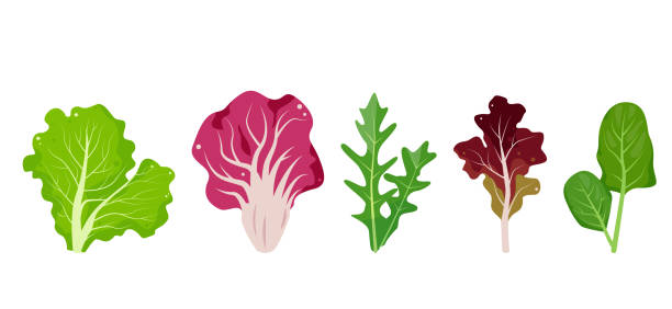 illustrations, cliparts, dessins animés et icônes de feuilles de salade fraîches. ensemble de feuilles culinaires populaires pour la cuisson. salade de laitue verte, radicchio, lolo rosso ou corail rouge laitue, roquette et épinards. - lollo rosso lettuce lettuce salad white background