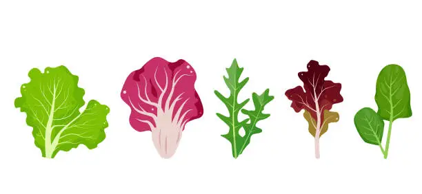 Vector illustration of Fresh salad leaves. Popular culinary leaf set for cooking. Green Lettuce salad leaf, Radicchio, Lolo Rosso or red coral Lettuce, Arugula and Spinach.