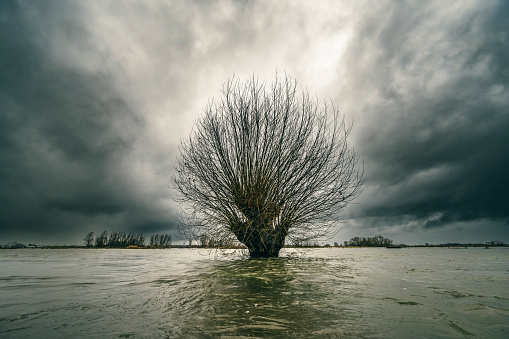 Willow tree in the overflowing floodplains of the river IJssel with high water level after heavy rainfall.