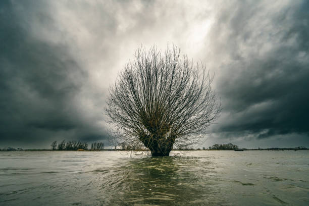 Willow tree in the floodplains of the river IJssel stock photo