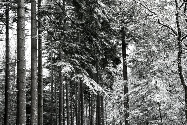 Winter pine tree forest during a cold winter day with a thin layer of fresh snow in the Veluwe nature reserve in Gelderland, The Netherlands.