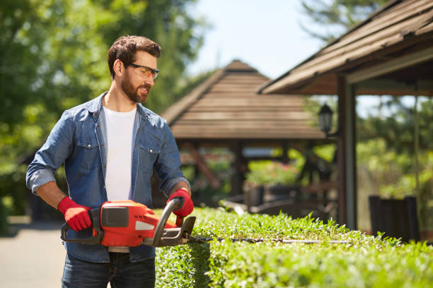 istock Middle-aged gardener using electric hedge clippers for trimming hedgerow at sunny day. 1934489178
