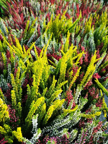 heather plant flowers as nice natural background