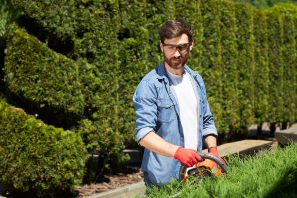 istock Skilled male gardener in protective glasses cutting greenery with hedge trimmer in topiary park. 1934501313