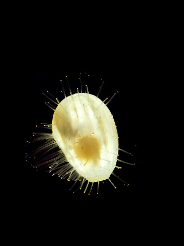 copepod in the light on the black background