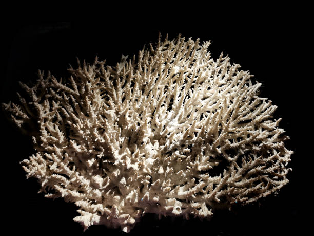 istock coral animal isolated 1934502432