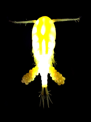 copepod in the light on the black background