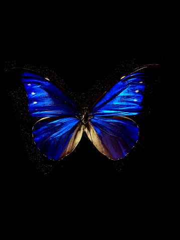 blue butterfly isolated on the black background