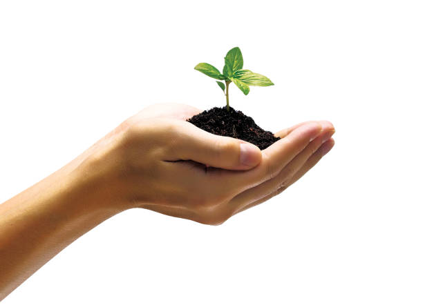 istock Hand holding green young plant on white background 1934503502