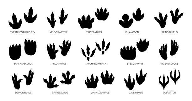 cakar dinosaurus. jejak kaki kadal monster, langkah kaki siluet hitam dino. ikon kaki fosil t-rex, bentuk cakar brachiosaurus. paleontologi. hewan liar. set vektor - triceratops ilustrasi stok