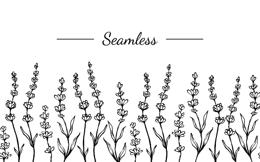 Lavender seamless border. Black and white hand drawn ink line vector botanical illustration. Horizontal background with spring floral pattern.