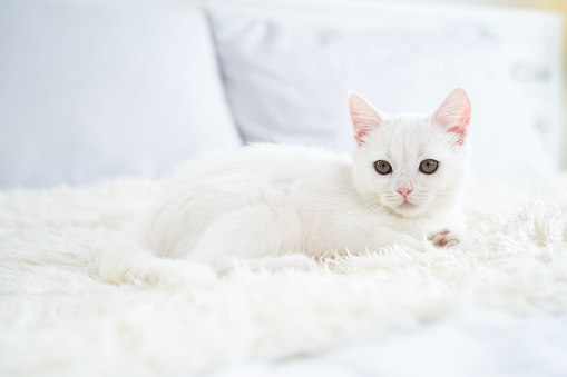 Portrait of British shorthair white kitten lay on white sheet bed on light gray background and copy space, studio shot of kitten with blank background.