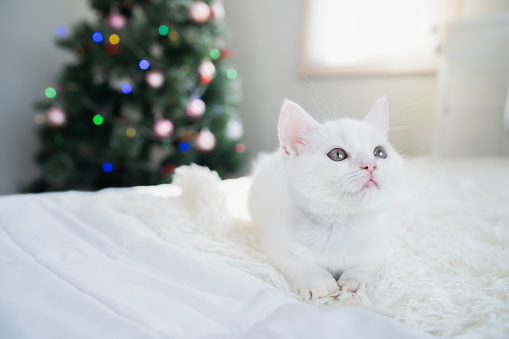 Portrait of British shorthair white kitten lay on white sheet bed on light gray background and copy space, studio shot of kitten with blurs christmas tree background.