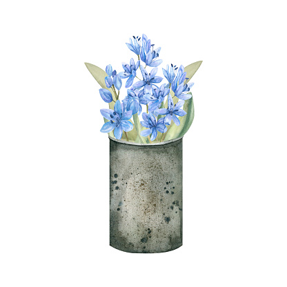 Watercolor spring garden illustration. Iron can with lilac blue flowers proleski and green leaves. Floral arrangement for label, logo design.