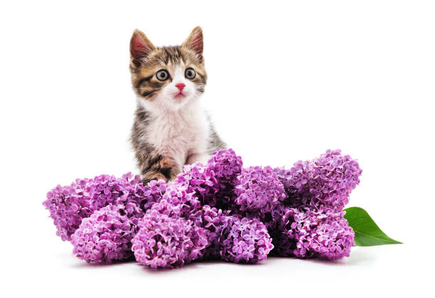 istock Kitten and purple lilac. 1934523159