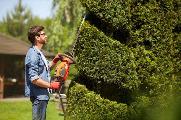 istock Skillful male gardener with electric hedge trimmer pruning thuja tree in topiary park. 1934526331
