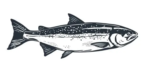 Vector illustration of Salmon fish retro line ink sketch. Black and white hand drawn vector illustration of fish isolated on white background.