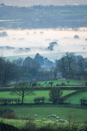 Mist forming in the valley over the countryside of County Antrim, Northern Ireland, with sheep in foreground and grass fields with trees