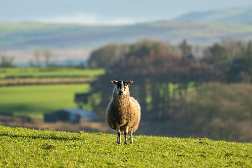 A single sheep stands looking at the camera, on a sunny winter day with rolling countryside in the background