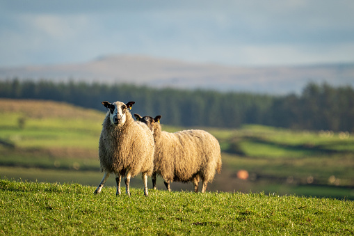 Two sheep standing on a hill looking at the camera, on a sunny winter day in the hills of County Antrim, Northern Ireland, with beautiful countryside in the background