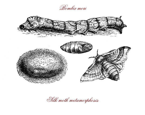 bombix mori: 누에, 누에고치, 실크 나방 변태 빈티지 조각 - moth silk moth night lepidoptera stock illustrations