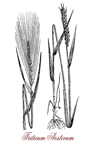 Vintage engraving of common wheat cereal grain cultivated worldwide as food ingredient dried,crushed or grounded with high protein content. The seeds inside the spikelets remain attached to the ear during harvest.