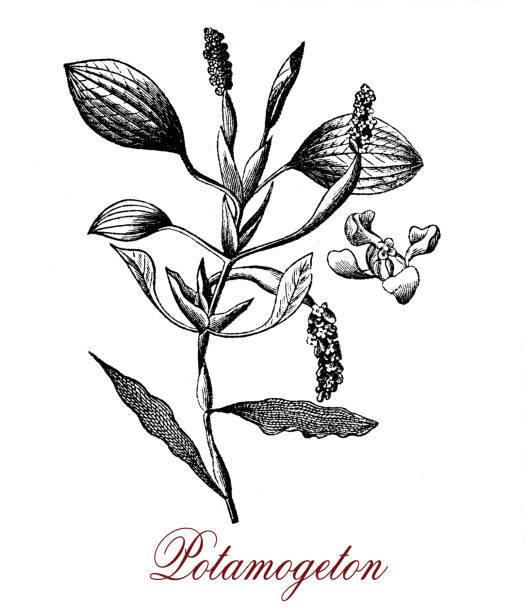 istock Potamogeton or pondweed,botanical vintage engraving 1934540956