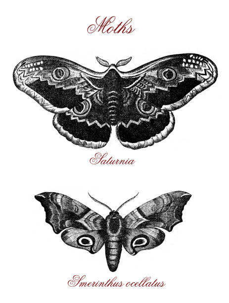 Moths: saturnia and smerinthus ocellatus, vintage engraving Moths: saturnia and smerinthus ocellatus, vintage engraving smerinthus ocellatus stock illustrations