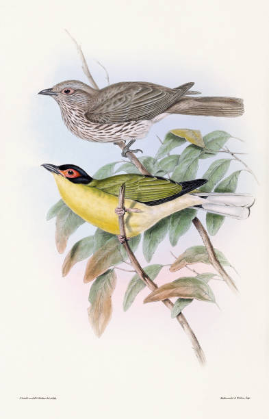 istock Vintage bird Illustration. Yellow-headed Cuckoo-shrike 1934552095