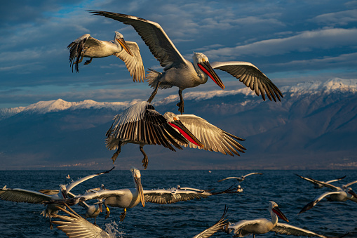 Flying pelicans with snowy mountains in the background