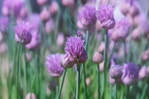 Lush flowering chives with purple buds in the garden. Wild Chives flower or Flowering Onion, Allium Schoenoprasum , Chinese Chives, Garlic Chives. Shallow depth of field
