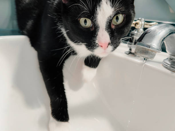 istock Kitty Cat Perched on Bathroom Sink with Water Running 1934568484