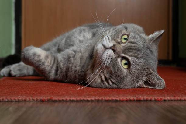 istock Relaxed Grey Cat Lying on a Red Carpet at Home 1934611026