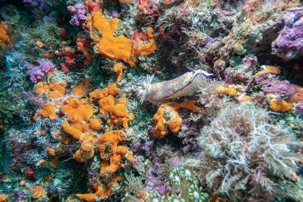istock Nudibranch on a coral Reef, Musandam, Oman 1934622302