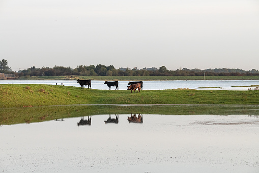 Cows on the Levee with the fields covered in sea water at high tide in the Wash, England
