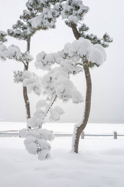The white snow covers the trees and the ground