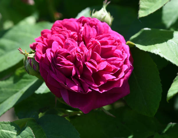 Damascener Rose, Rose de Resht