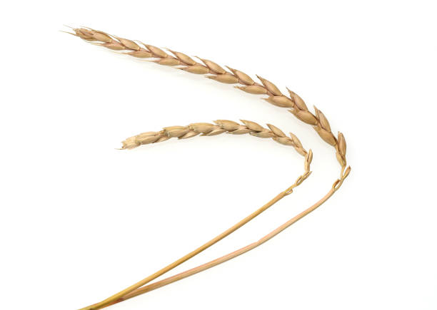 istock Dinkel, Dinkelkoerner, Triticum, spelta 1934643532
