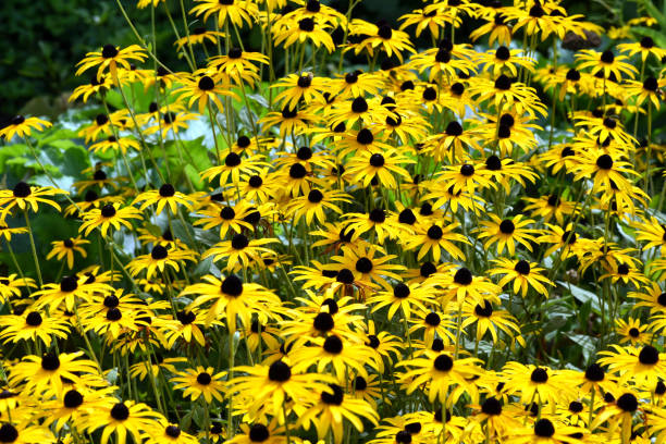 istock Sonnenhut, Rudbeckia, hirta 1934646776