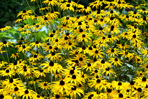 Coneflower, Rudbeckia hirta, is an important medicinal plant and a flower with yellow flowers. It is a beautiful perennial plant and is also used in medicine.