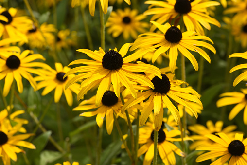 Coneflower, Rudbeckia hirta, is an important medicinal plant and a flower with yellow flowers. It is a beautiful perennial plant and is also used in medicine.