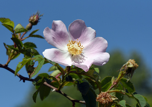 Dog rose, Rosa canina, is an important medicinal plant with pink or white flowers and is used in medicine. It is a wild rose and has red rosehip fruits in the fall.