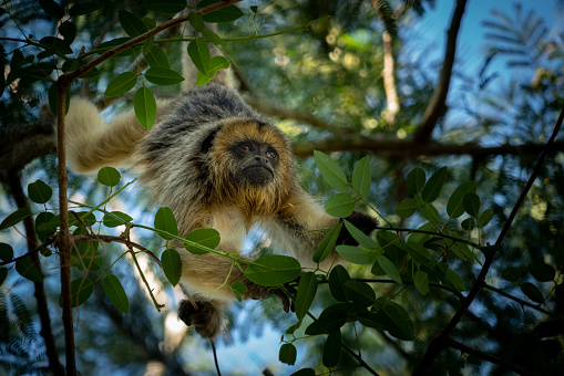 Mono Carayá, a native of South America. in the wild and natural state