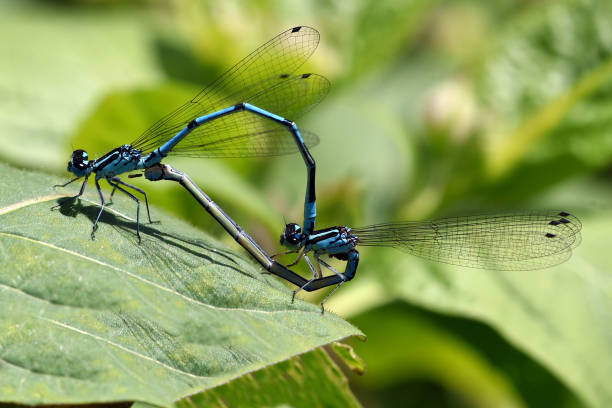 hufeisen-azurjungfer, coenagrion puella - water mite zdjęcia i obrazy z banku zdjęć