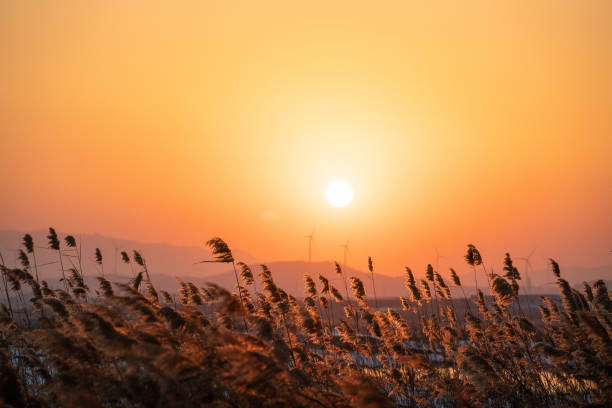 WeiHai Swan Lake