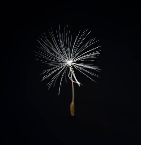 istock Dandelion, Taraxacum officinale 1934654851
