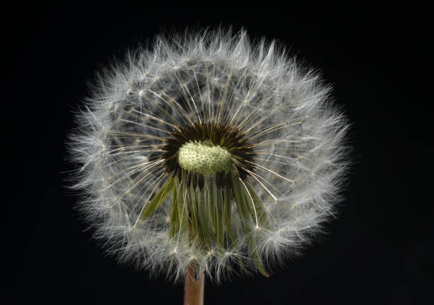 istock Dandelion, Taraxacum officinale 1934655386